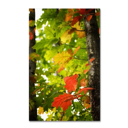 Philippe Sainte-Laudy 'Oak Leaves' Canvas Art,16x24